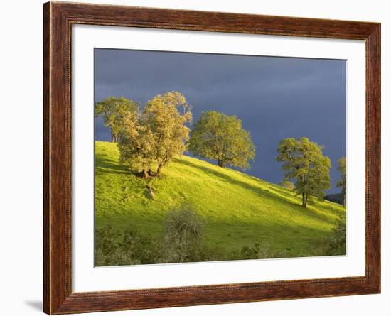 Oak Trees on Hillside near Roseburg, Oregon, USA-Chuck Haney-Framed Photographic Print