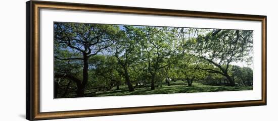 Oak trees (Quercus) in a field-null-Framed Photographic Print