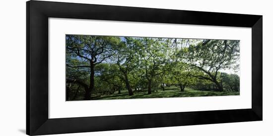 Oak trees (Quercus) in a field-null-Framed Photographic Print