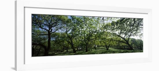 Oak trees (Quercus) in a field-null-Framed Photographic Print