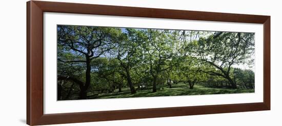 Oak trees (Quercus) in a field-null-Framed Photographic Print