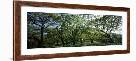 Oak trees (Quercus) in a field-null-Framed Photographic Print