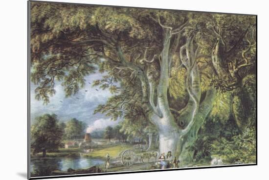 Oak Trees, Shoreham, Kent, Nature in Britain Published by Collins, 1946 (Litho)-Samuel Palmer-Mounted Giclee Print