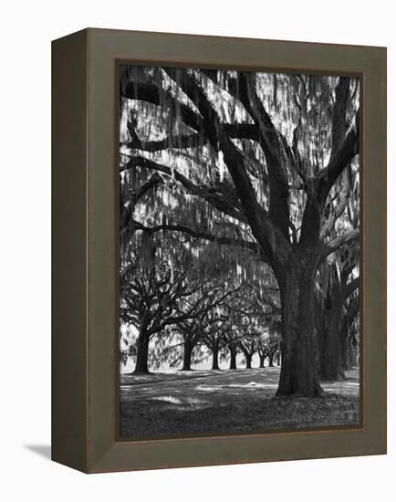 Oak Trees with Spanish Moss Hanging from Their Branches Lining a Southern Dirt Road-Alfred Eisenstaedt-Framed Premier Image Canvas