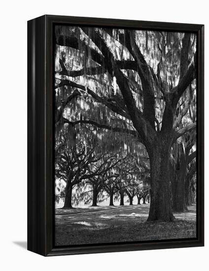 Oak Trees with Spanish Moss Hanging from Their Branches Lining a Southern Dirt Road-Alfred Eisenstaedt-Framed Premier Image Canvas
