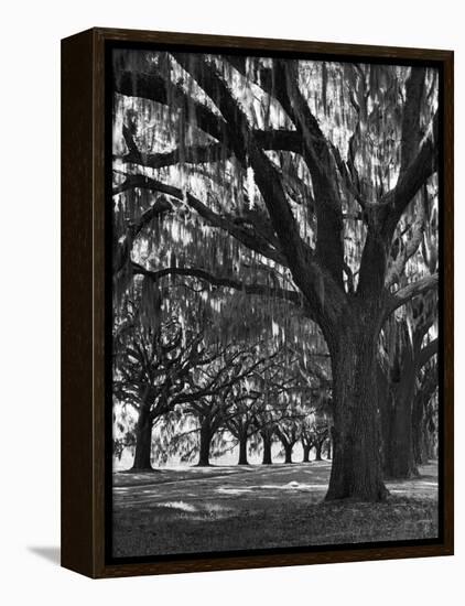 Oak Trees with Spanish Moss Hanging from Their Branches Lining a Southern Dirt Road-Alfred Eisenstaedt-Framed Premier Image Canvas