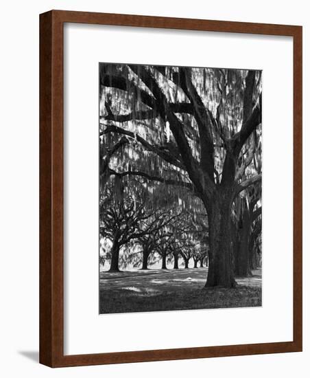 Oak Trees with Spanish Moss Hanging from Their Branches Lining a Southern Dirt Road-Alfred Eisenstaedt-Framed Premium Photographic Print