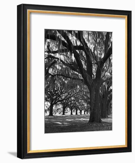 Oak Trees with Spanish Moss Hanging from Their Branches Lining a Southern Dirt Road-Alfred Eisenstaedt-Framed Premium Photographic Print
