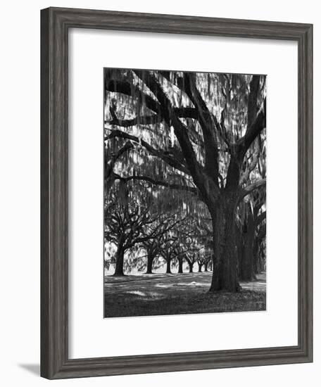 Oak Trees with Spanish Moss Hanging from Their Branches Lining a Southern Dirt Road-Alfred Eisenstaedt-Framed Premium Photographic Print