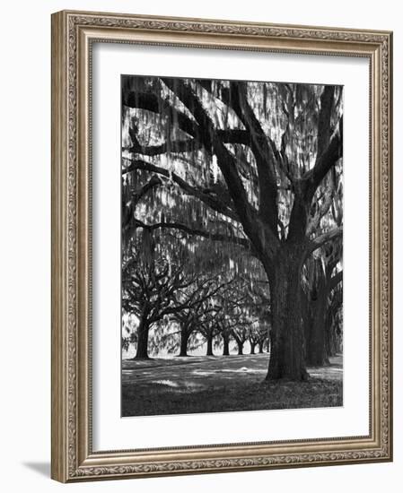 Oak Trees with Spanish Moss Hanging from Their Branches Lining a Southern Dirt Road-Alfred Eisenstaedt-Framed Photographic Print