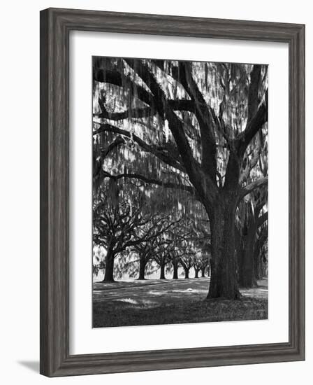 Oak Trees with Spanish Moss Hanging from Their Branches Lining a Southern Dirt Road-Alfred Eisenstaedt-Framed Photographic Print