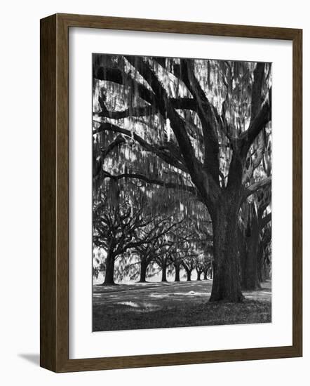 Oak Trees with Spanish Moss Hanging from Their Branches Lining a Southern Dirt Road-Alfred Eisenstaedt-Framed Photographic Print