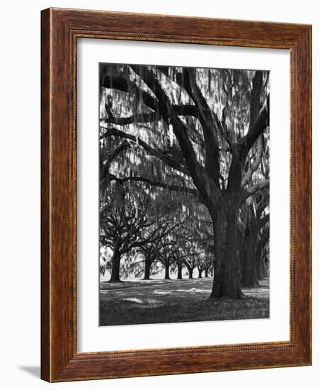 Oak Trees with Spanish Moss Hanging from Their Branches Lining a Southern Dirt Road-Alfred Eisenstaedt-Framed Photographic Print