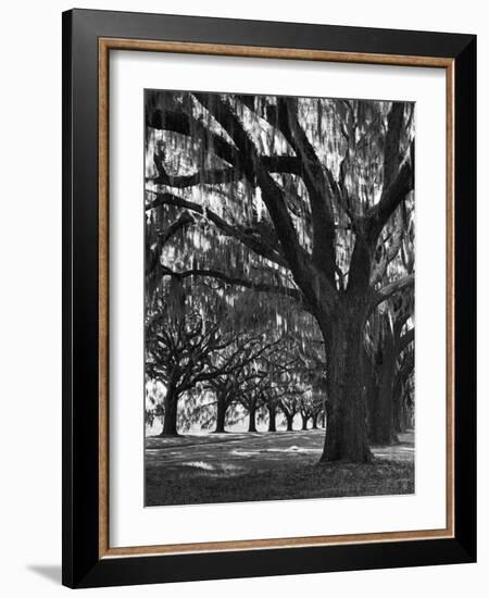 Oak Trees with Spanish Moss Hanging from Their Branches Lining a Southern Dirt Road-Alfred Eisenstaedt-Framed Photographic Print