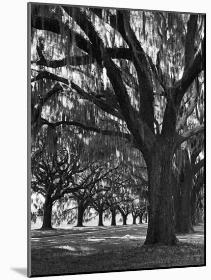 Oak Trees with Spanish Moss Hanging from Their Branches Lining a Southern Dirt Road-Alfred Eisenstaedt-Mounted Photographic Print