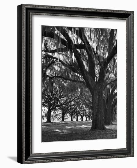 Oak Trees with Spanish Moss Hanging from Their Branches Lining a Southern Dirt Road-Alfred Eisenstaedt-Framed Photographic Print