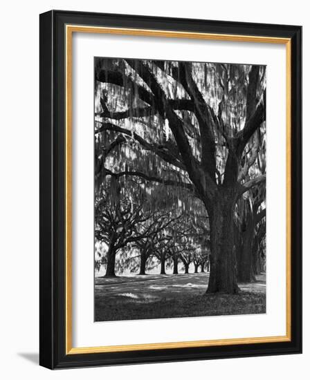 Oak Trees with Spanish Moss Hanging from Their Branches Lining a Southern Dirt Road-Alfred Eisenstaedt-Framed Photographic Print
