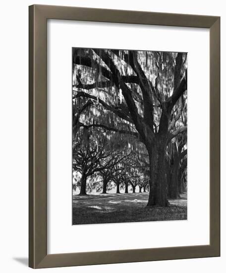 Oak Trees with Spanish Moss Hanging from Their Branches Lining a Southern Dirt Road-Alfred Eisenstaedt-Framed Photographic Print