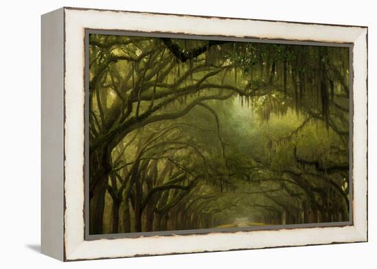 Oak Trees with Spanish Moss, Savannah, Georgia, USA-Joanne Wells-Framed Premier Image Canvas