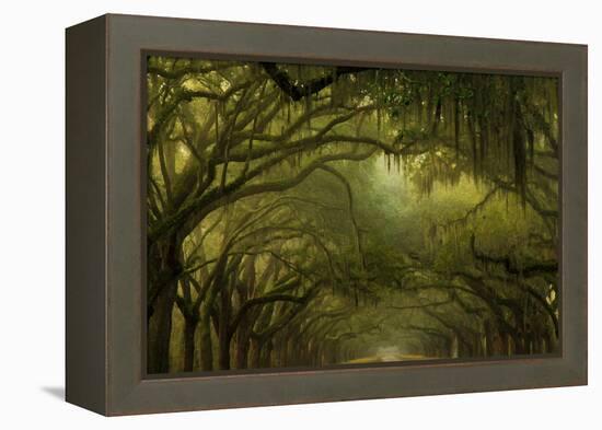 Oak Trees with Spanish Moss, Savannah, Georgia, USA-Joanne Wells-Framed Premier Image Canvas