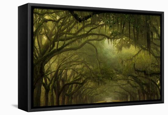 Oak Trees with Spanish Moss, Savannah, Georgia, USA-Joanne Wells-Framed Premier Image Canvas