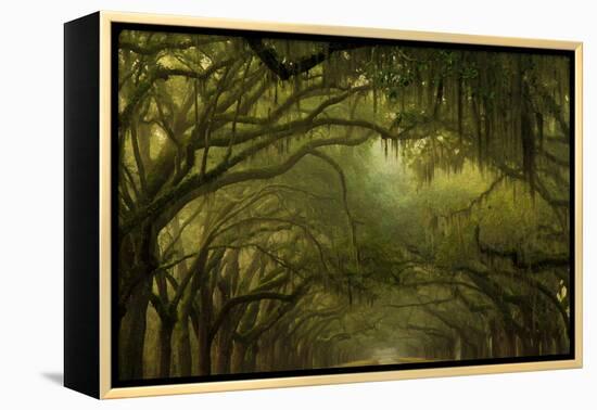 Oak Trees with Spanish Moss, Savannah, Georgia, USA-Joanne Wells-Framed Premier Image Canvas