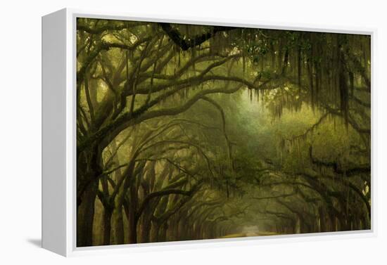 Oak Trees with Spanish Moss, Savannah, Georgia, USA-Joanne Wells-Framed Premier Image Canvas