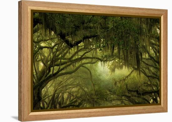 Oak Trees with Spanish Moss, Savannah, Georgia, USA-Joanne Wells-Framed Premier Image Canvas