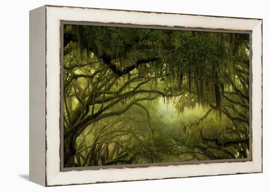 Oak Trees with Spanish Moss, Savannah, Georgia, USA-Joanne Wells-Framed Premier Image Canvas