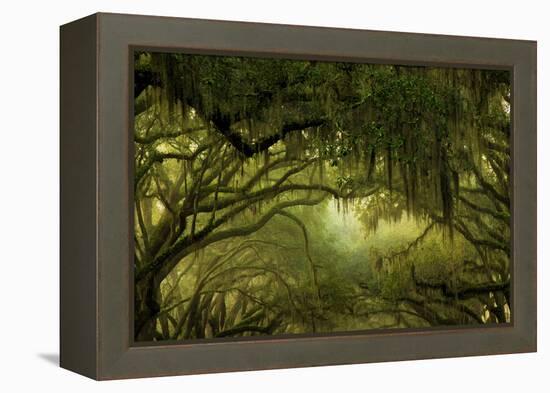 Oak Trees with Spanish Moss, Savannah, Georgia, USA-Joanne Wells-Framed Premier Image Canvas