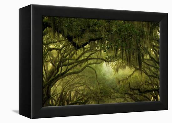 Oak Trees with Spanish Moss, Savannah, Georgia, USA-Joanne Wells-Framed Premier Image Canvas