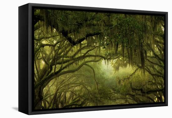 Oak Trees with Spanish Moss, Savannah, Georgia, USA-Joanne Wells-Framed Premier Image Canvas