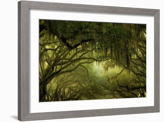 Oak Trees with Spanish Moss, Savannah, Georgia, USA-Joanne Wells-Framed Photographic Print