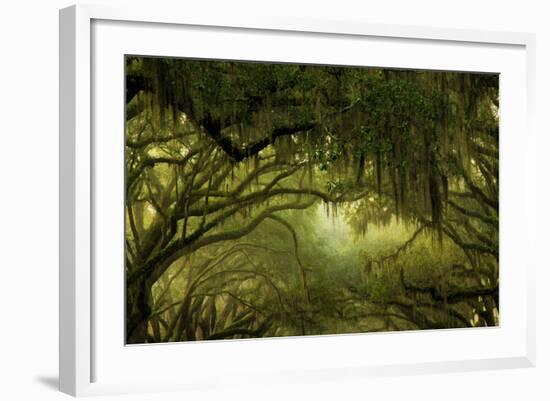 Oak Trees with Spanish Moss, Savannah, Georgia, USA-Joanne Wells-Framed Photographic Print