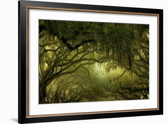 Oak Trees with Spanish Moss, Savannah, Georgia, USA-Joanne Wells-Framed Photographic Print