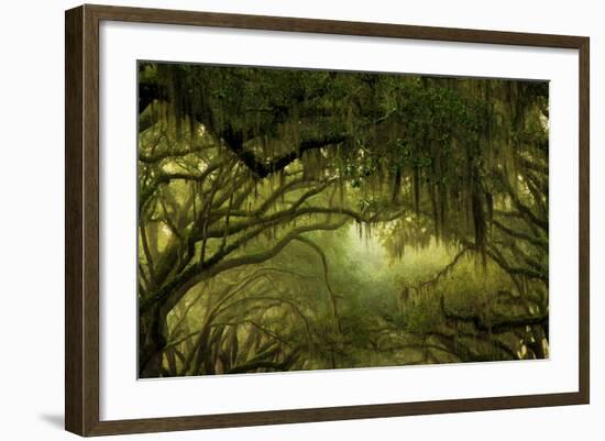 Oak Trees with Spanish Moss, Savannah, Georgia, USA-Joanne Wells-Framed Photographic Print