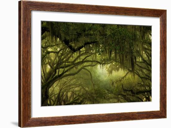 Oak Trees with Spanish Moss, Savannah, Georgia, USA-Joanne Wells-Framed Photographic Print