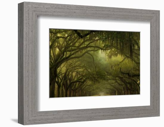 Oak Trees with Spanish Moss, Savannah, Georgia, USA-Joanne Wells-Framed Photographic Print