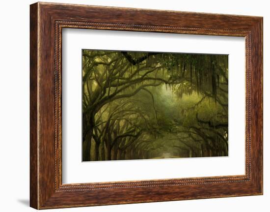 Oak Trees with Spanish Moss, Savannah, Georgia, USA-Joanne Wells-Framed Photographic Print