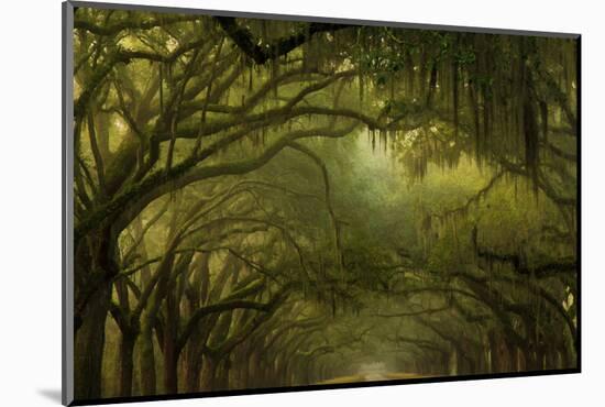 Oak Trees with Spanish Moss, Savannah, Georgia, USA-Joanne Wells-Mounted Photographic Print