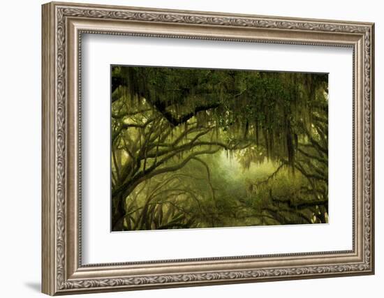 Oak Trees with Spanish Moss, Savannah, Georgia, USA-Joanne Wells-Framed Photographic Print