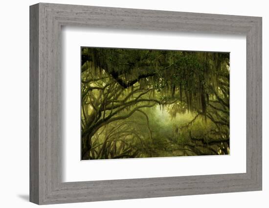 Oak Trees with Spanish Moss, Savannah, Georgia, USA-Joanne Wells-Framed Photographic Print