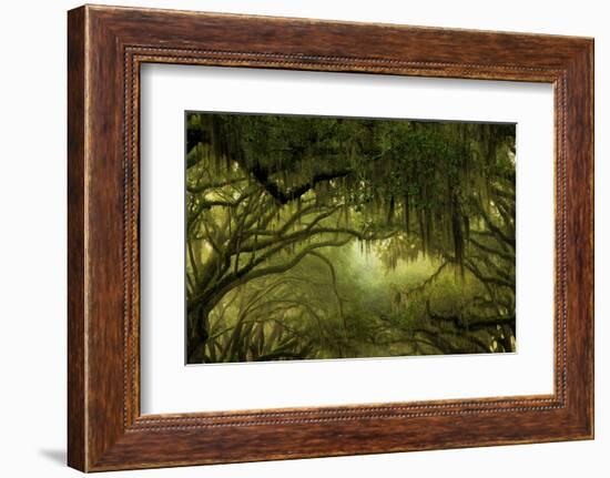 Oak Trees with Spanish Moss, Savannah, Georgia, USA-Joanne Wells-Framed Photographic Print