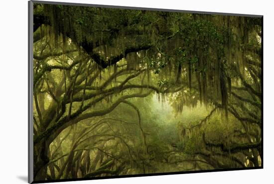 Oak Trees with Spanish Moss, Savannah, Georgia, USA-Joanne Wells-Mounted Photographic Print