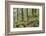 Oak Woodland in Spring with Moss Covered Rocks, Sunart Oakwoods, Ardnamurchan, Highland, Scotland-Peter Cairns-Framed Photographic Print