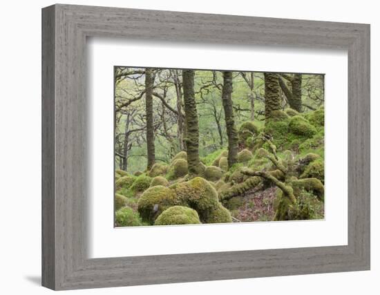 Oak Woodland in Spring with Moss Covered Rocks, Sunart Oakwoods, Ardnamurchan, Highland, Scotland-Peter Cairns-Framed Photographic Print