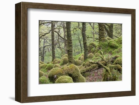 Oak Woodland in Spring with Moss Covered Rocks, Sunart Oakwoods, Ardnamurchan, Highland, Scotland-Peter Cairns-Framed Photographic Print