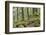 Oak Woodland in Spring with Moss Covered Rocks, Sunart Oakwoods, Ardnamurchan, Highland, Scotland-Peter Cairns-Framed Photographic Print