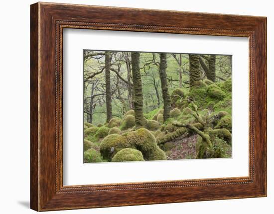 Oak Woodland in Spring with Moss Covered Rocks, Sunart Oakwoods, Ardnamurchan, Highland, Scotland-Peter Cairns-Framed Photographic Print