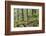 Oak Woodland in Spring with Moss Covered Rocks, Sunart Oakwoods, Ardnamurchan, Highland, Scotland-Peter Cairns-Framed Photographic Print